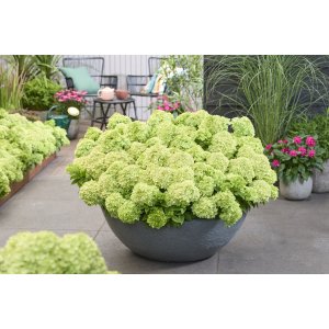 Hortenzia metlinatá (Hydrangea paniculata) ´GROUNDBREAKER® GREENY´ by LIVING CREATIONS®´ - výška 20-30 cm, kont. C1,5L